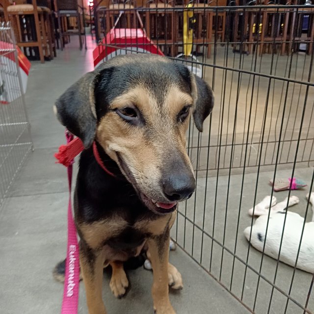 Maddox - Black and Tan Coonhound Mix Dog