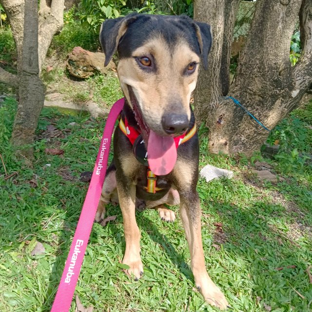 Maddox - Black and Tan Coonhound Mix Dog