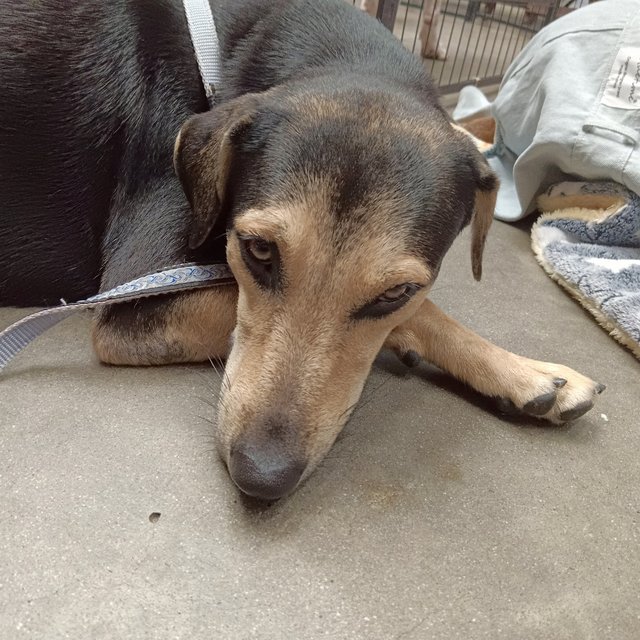 Maddox - Black and Tan Coonhound Mix Dog