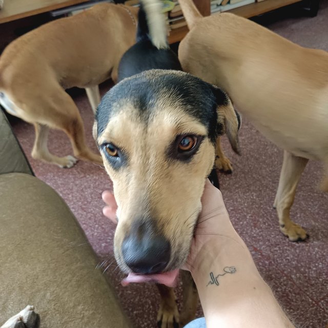 Maddox - Black and Tan Coonhound Mix Dog