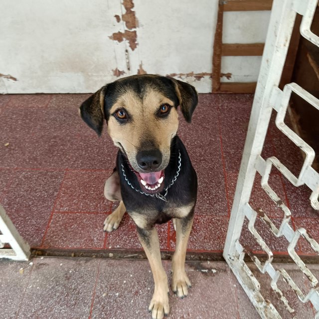 Maddox - Black and Tan Coonhound Mix Dog