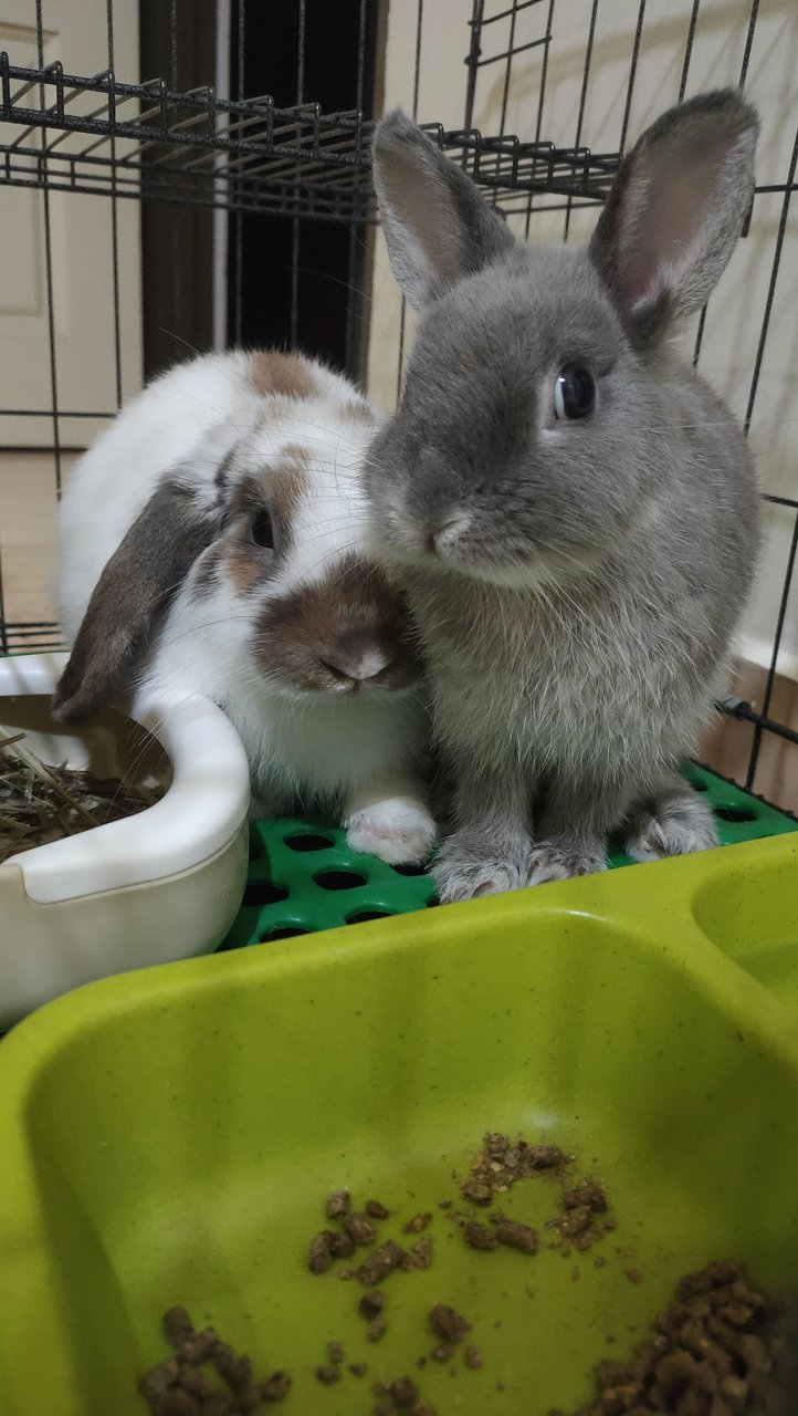 Simba/ Charlie  - Netherland Dwarf + Holland Lop Rabbit