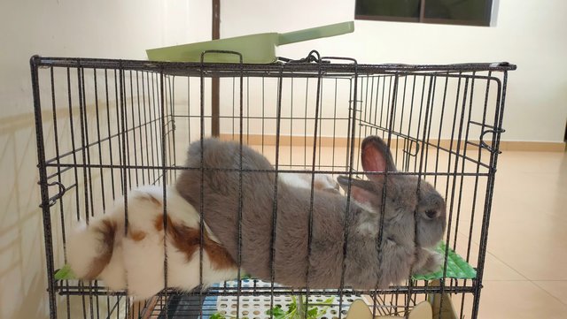 Simba/ Charlie  - Netherland Dwarf + Holland Lop Rabbit