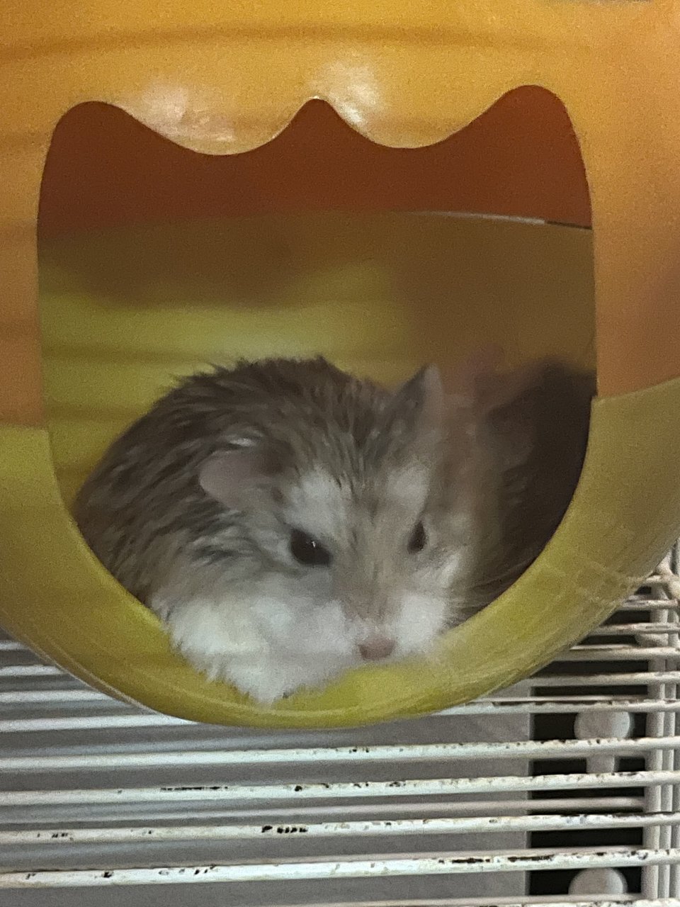 PF132718 - Roborovsky's Hamster Hamster