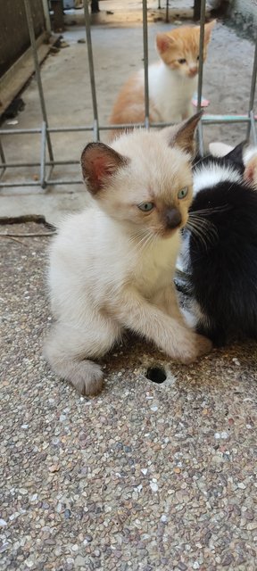 Tao - Siamese + Calico Cat