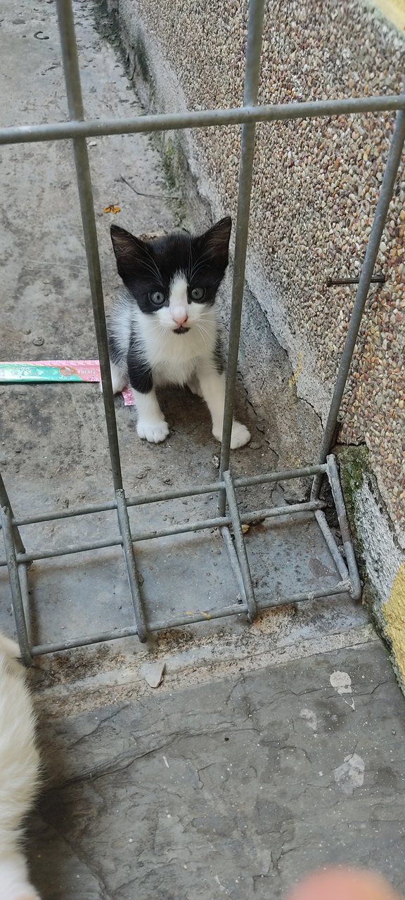 Zorro - Domestic Short Hair + Calico Cat