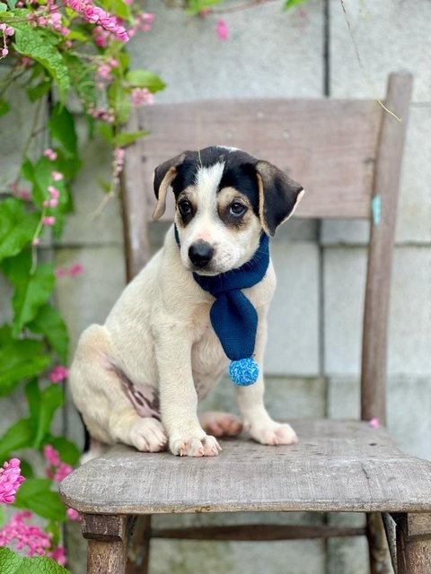 Tucker  - Mixed Breed Dog