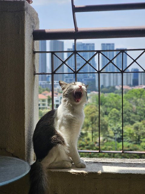 Khalid - Domestic Long Hair Cat