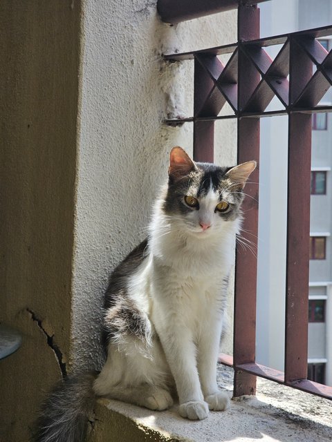 Khalid - Domestic Long Hair Cat