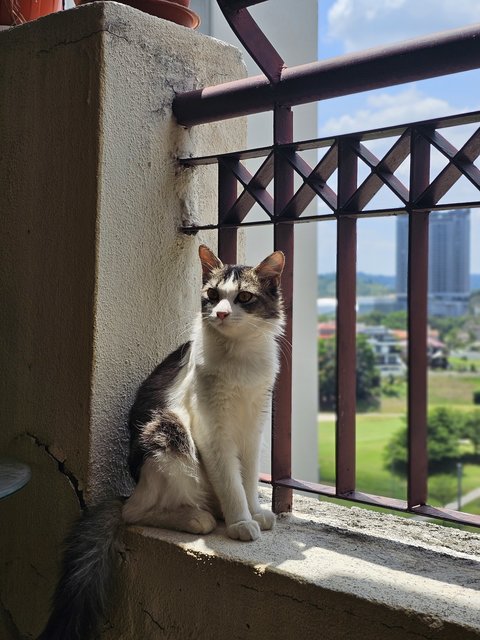 Khalid - Domestic Long Hair Cat