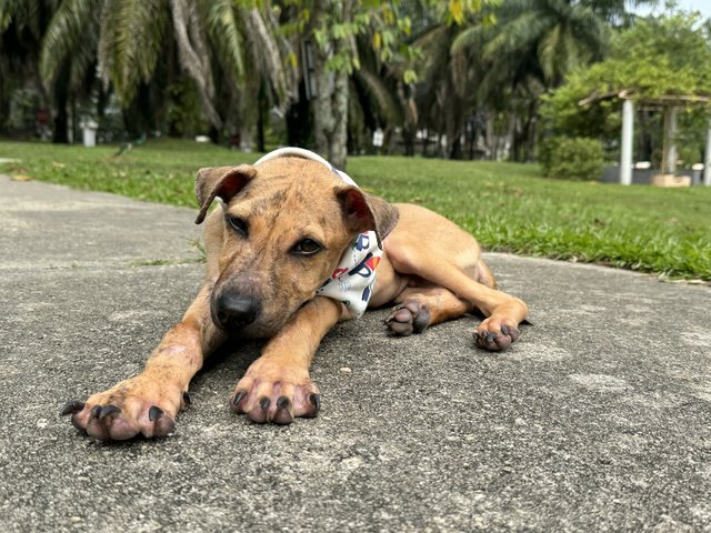 Teddy - Mixed Breed Dog