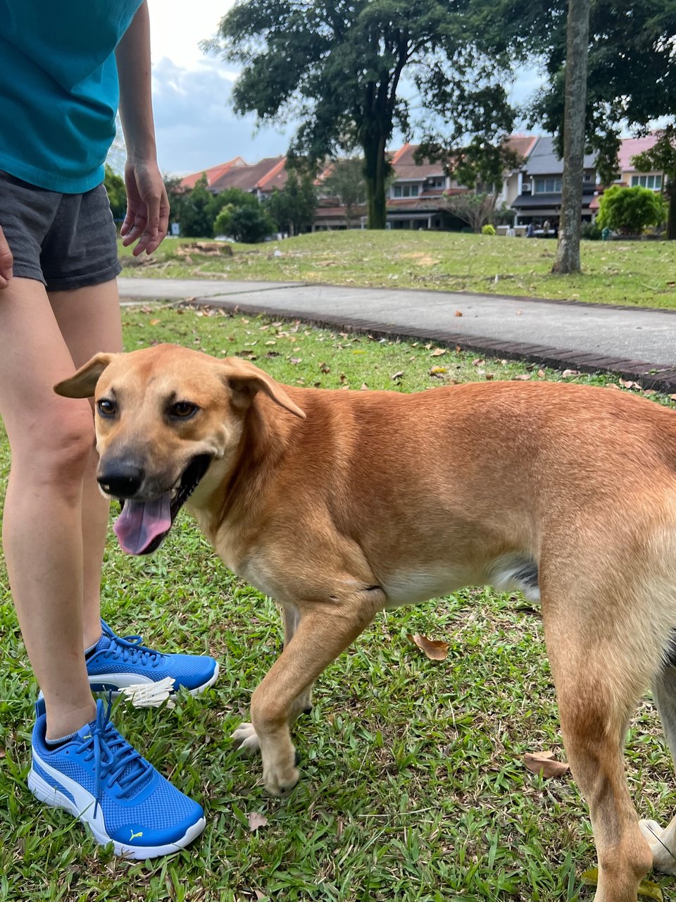 Lung Lung 龙龙 - Mixed Breed Dog