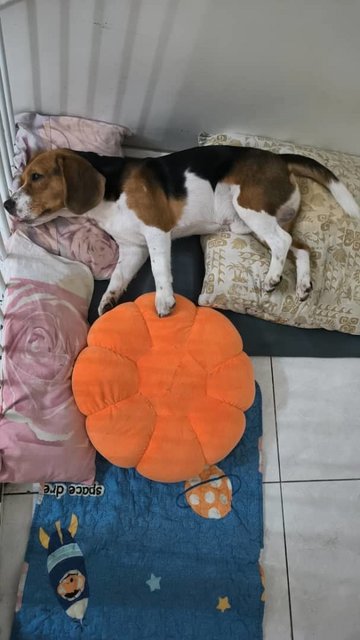 Dodo - Beagle Dog