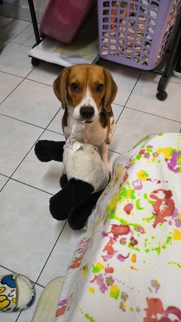 Dodo - Beagle Dog