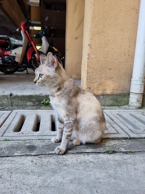 Shasha - Domestic Short Hair Cat