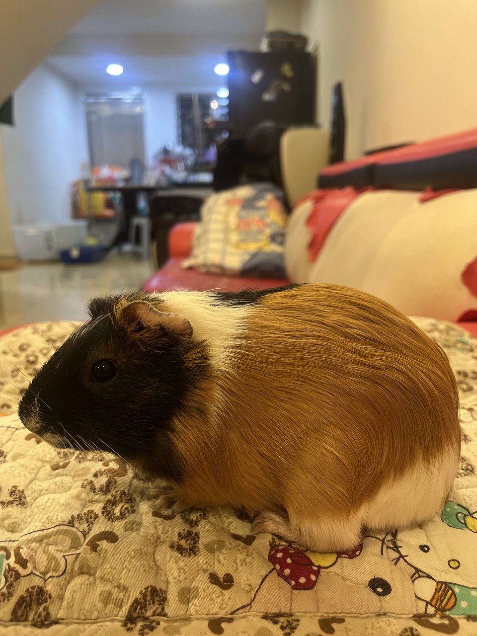 Oo - Guinea Pig Small & Furry