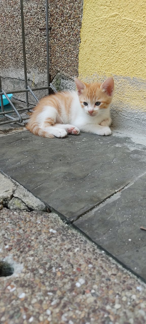 Ted - Domestic Short Hair + Calico Cat