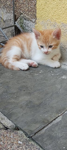 Ted - Domestic Short Hair + Calico Cat