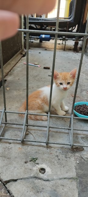 Ted - Domestic Short Hair + Calico Cat