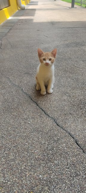 Ted - Domestic Short Hair + Calico Cat