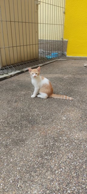 Ted - Domestic Short Hair + Calico Cat