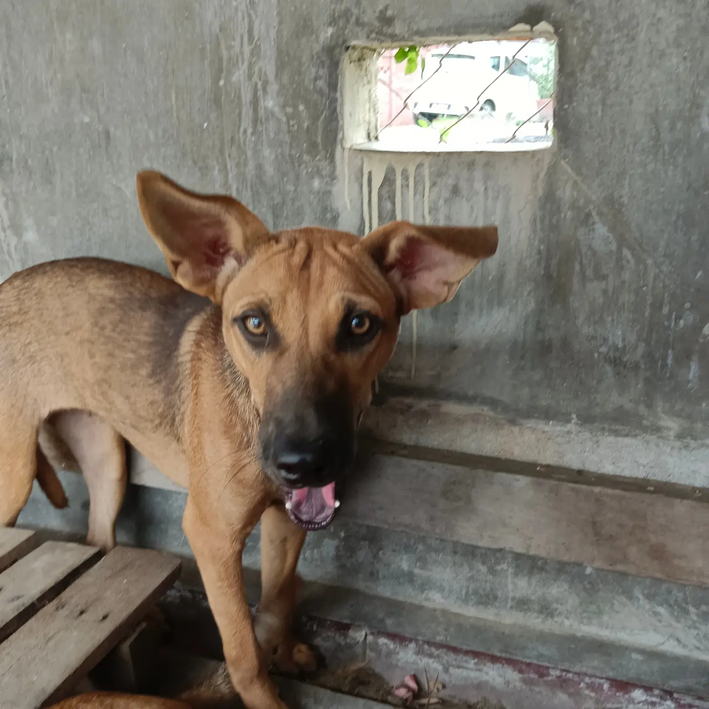 Zahara - Mixed Breed Dog