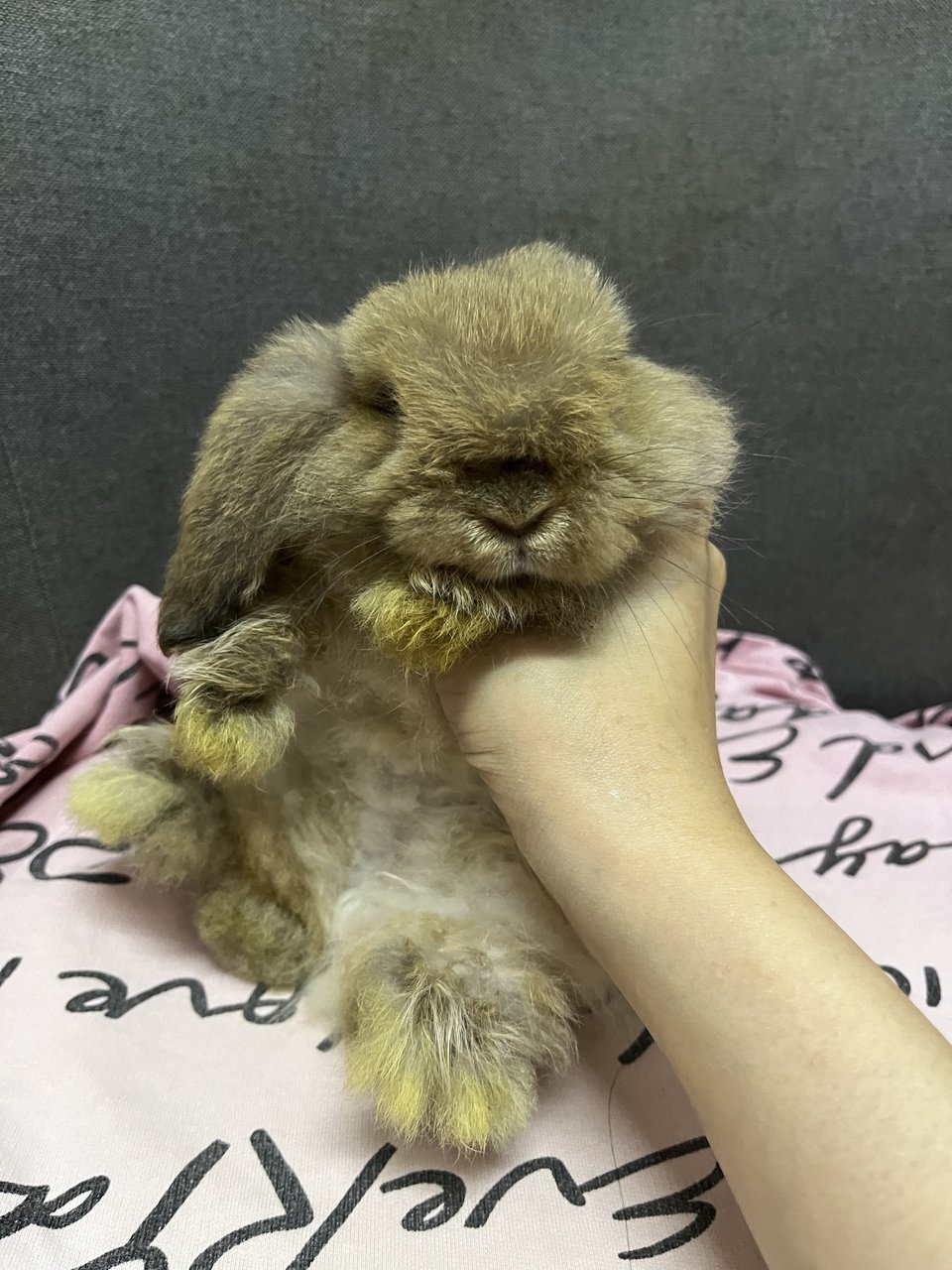 Taffy  - Holland Lop Rabbit