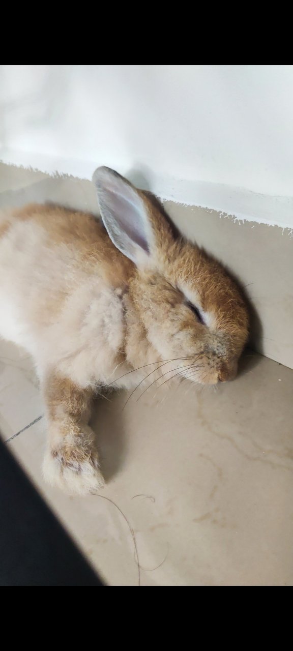 Ginger - Angora Rabbit + Lionhead Rabbit