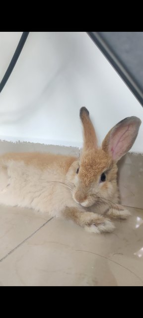 Ginger - Angora Rabbit + Lionhead Rabbit