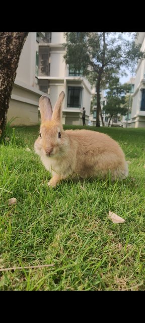 Ginger - Angora Rabbit + Lionhead Rabbit