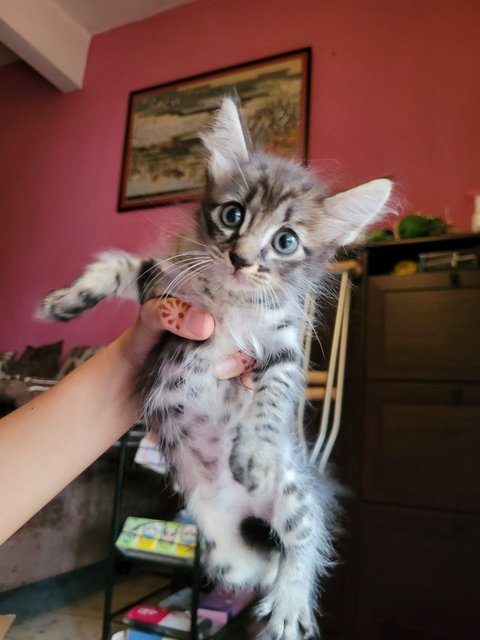 Doug - Domestic Long Hair Cat