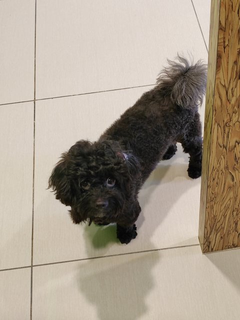 Xiong Xiong - Shih Tzu + Poodle Dog