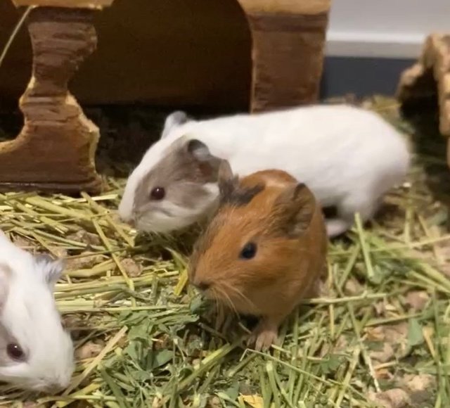 Guinea Pig - American Rabbit