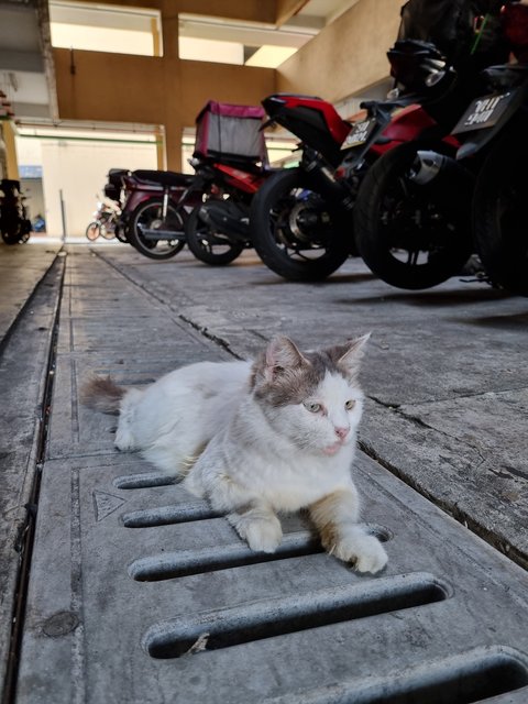 Tina - Domestic Long Hair Cat