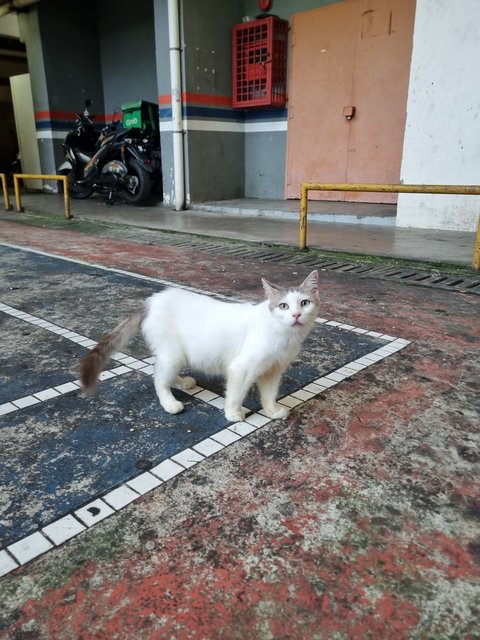 Tina - Domestic Long Hair Cat