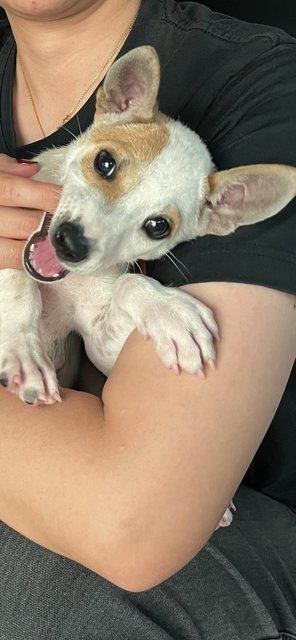 Noa (Jack Chi) - Chihuahua Dog