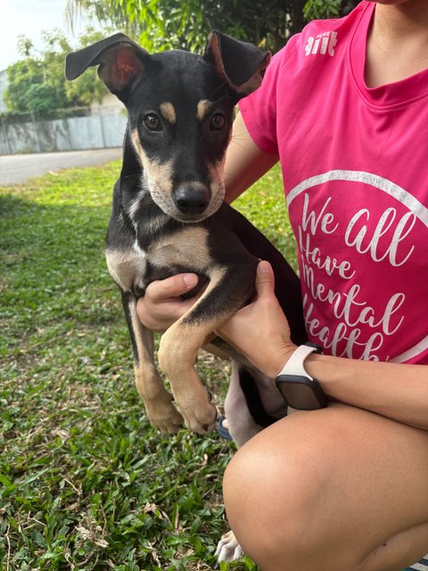 Kopi O  - Mixed Breed Dog