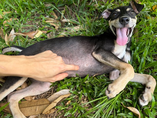 Kopi O  - Mixed Breed Dog