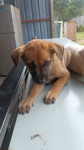 Puppies1,2,3,4 - Mixed Breed Dog