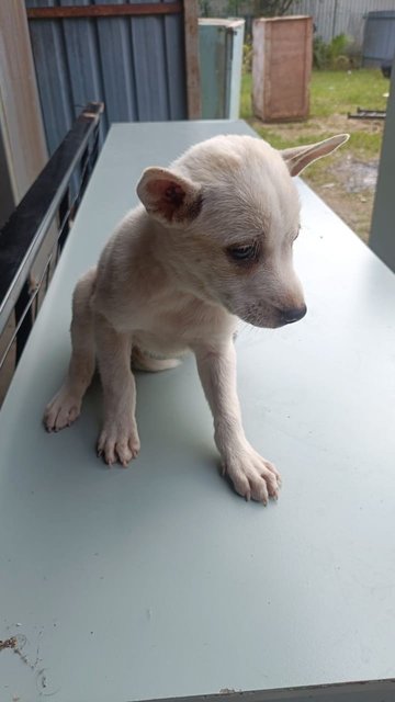 Puppies1,2,3,4 - Mixed Breed Dog