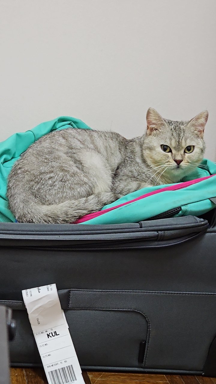 Anthar - British Shorthair Cat