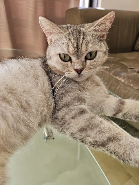 Anthar - British Shorthair Cat