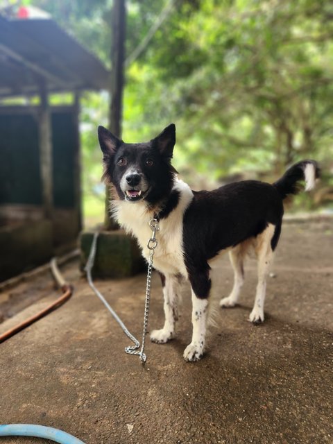 Shadow - Border Collie Mix Dog