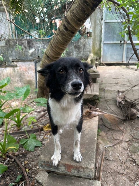 Shadow - Border Collie Mix Dog