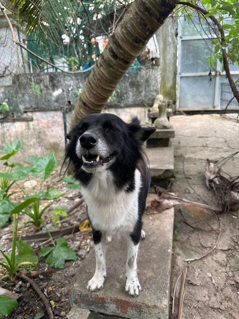 Shadow - Border Collie Mix Dog