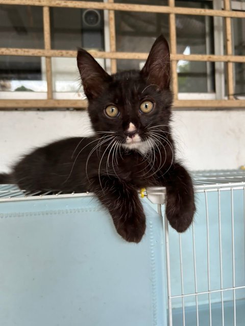 Cat - Tux - Tuxedo Cat