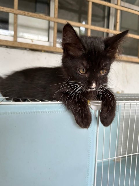 Cat - Tux - Tuxedo Cat