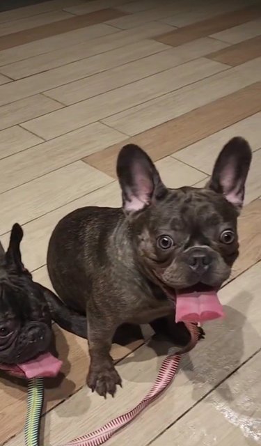 Juliet  - French Bulldog Dog