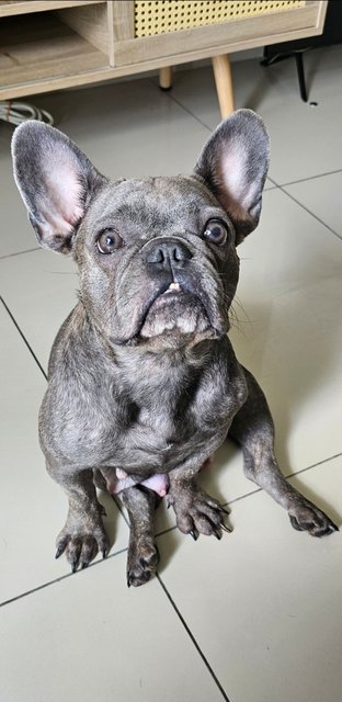 Juliet  - French Bulldog Dog