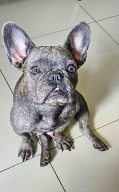 Juliet  - French Bulldog Dog